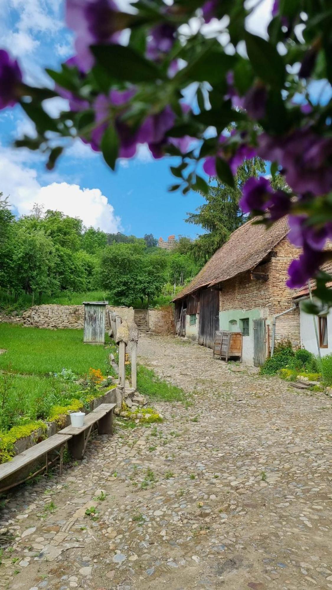 Saschiz 175 Guesthouse Bagian luar foto